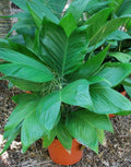 Chamaedorea 'Ernesti-Augusti'