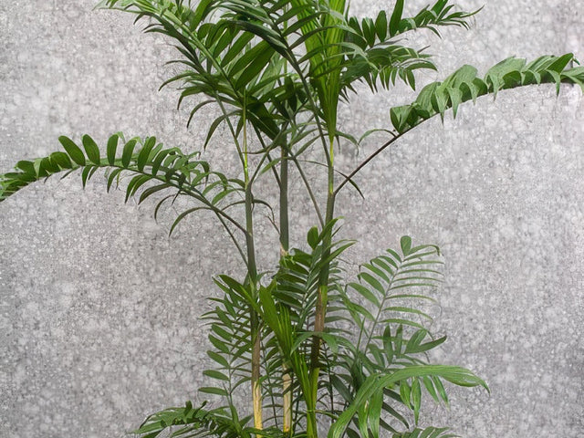Chamaedorea 'Soledad' in Perris