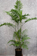 Chamaedorea 'Soledad'