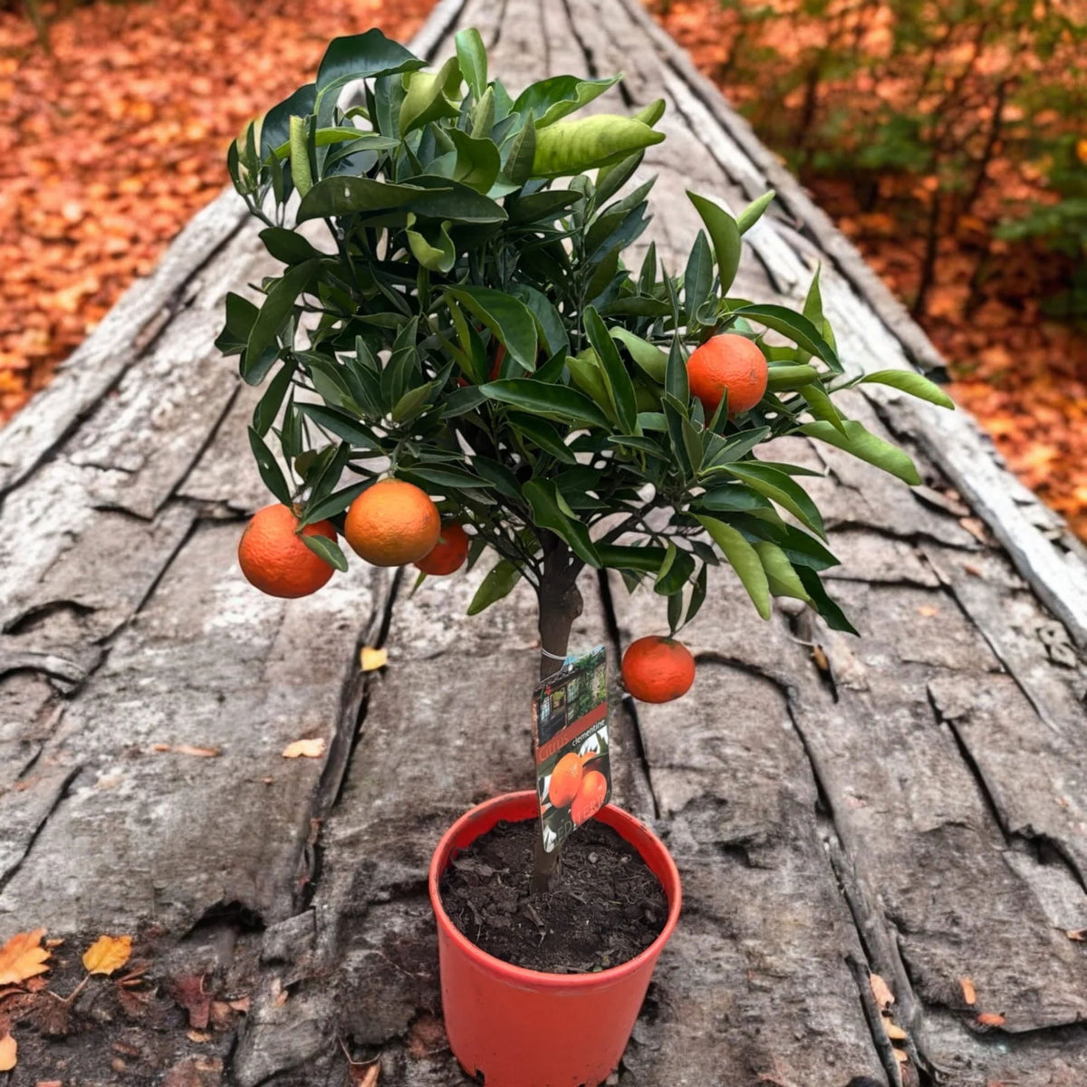 Citrus reticulata 'Clementine'
