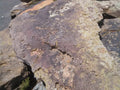 Colorado moss and lichen rock boulders