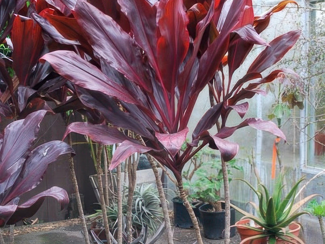 Cordyline 'Ti' Ruby (5 ft) in Atascadero