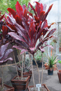 Cordyline 'Ti' Ruby (5 ft)