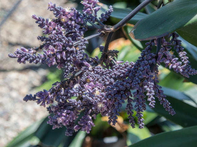 Cordyline 'Soledad' in Atascadero