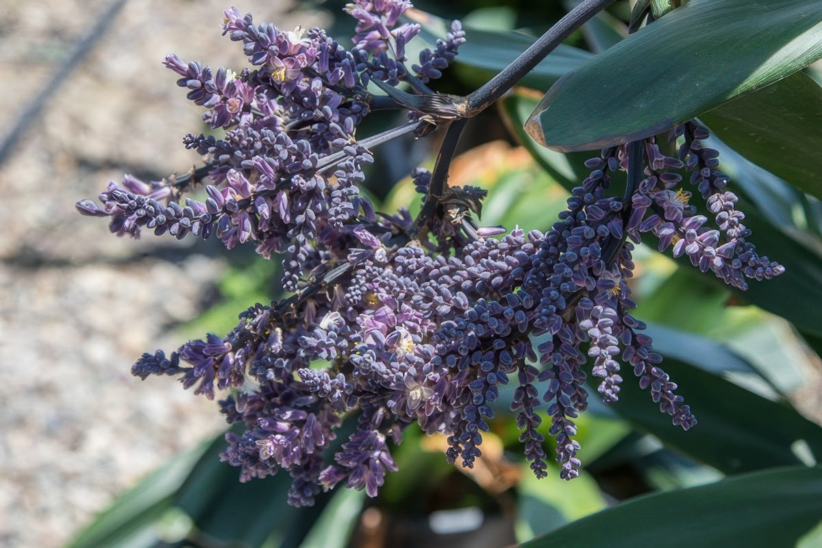 Cordyline 'Soledad'