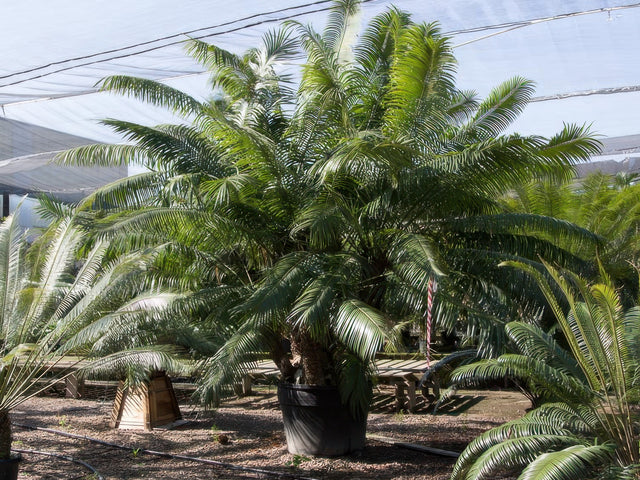 Cycas circinalis specimen multi trunk in Milpitas