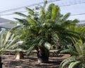 Cycas circinalis specimen multi trunk