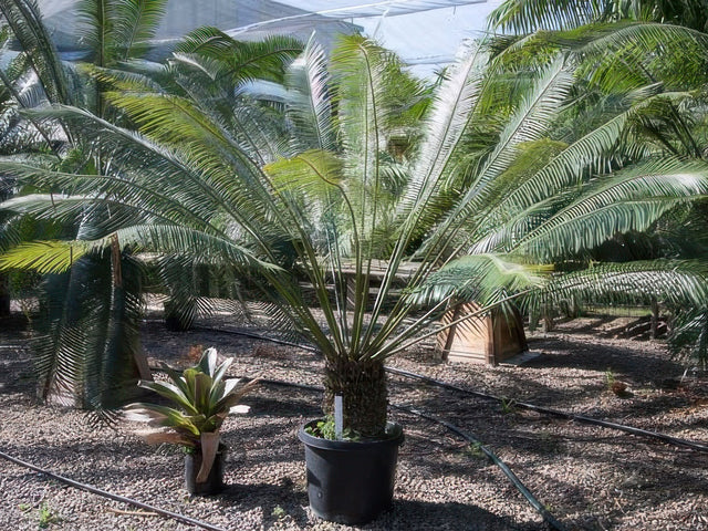 Cycas pectinata in Milpitas
