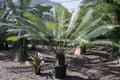 Cycas pectinata