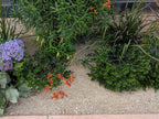 Gold Coast Decomposed Granite