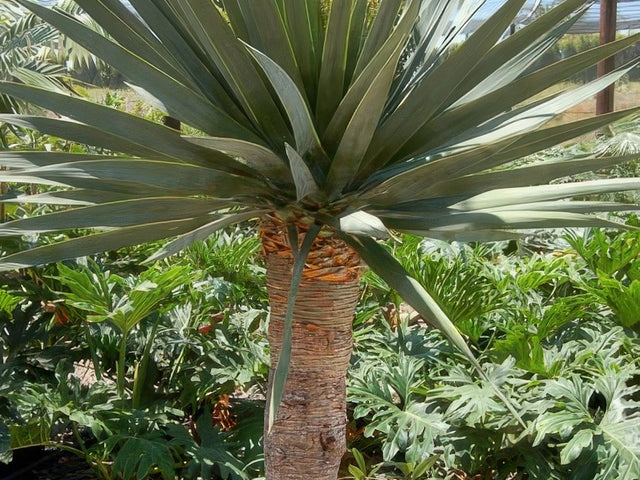 Dracaena draco in Atascadero