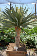 Dracaena draco