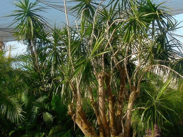 Dracaena marginata in Camarillo