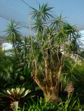 Dracaena marginata