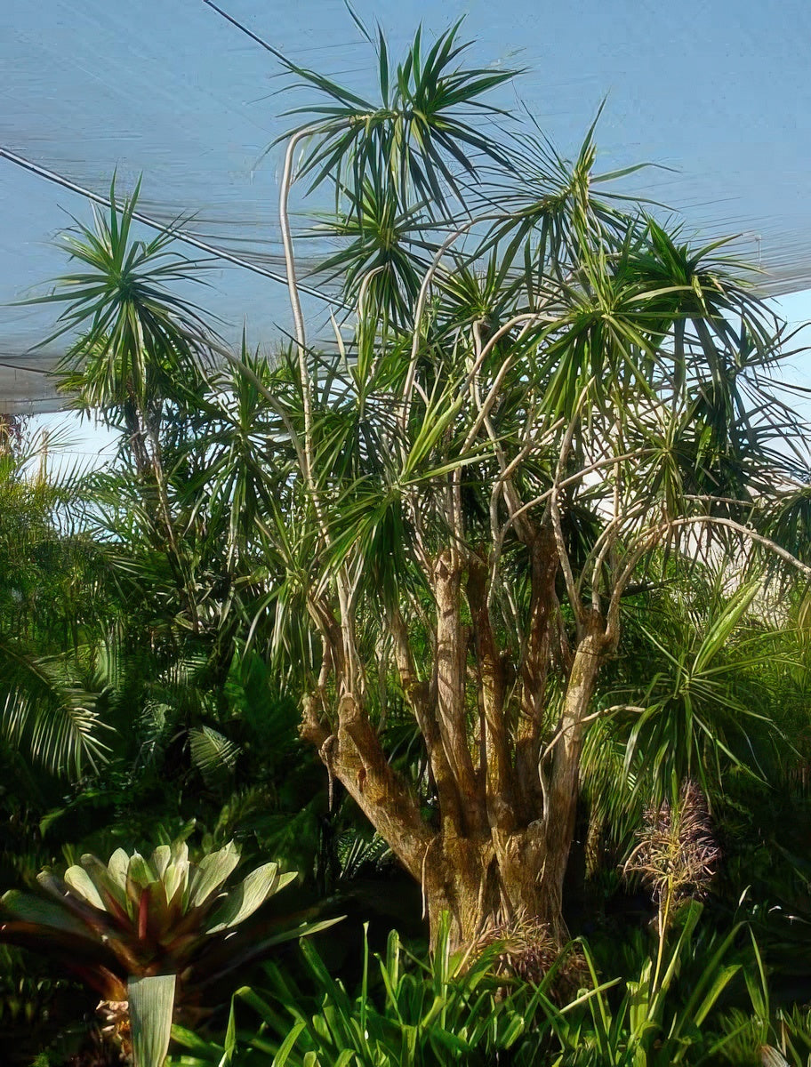 Dracaena marginata