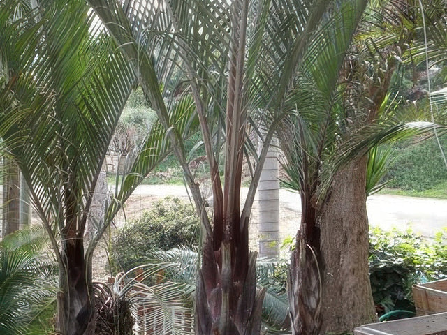 Dypsis decaryi in Pasadena