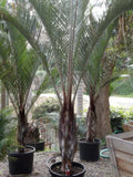 Dypsis decaryi