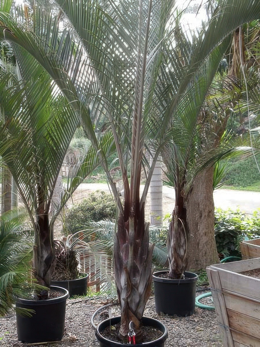 Dypsis decaryi