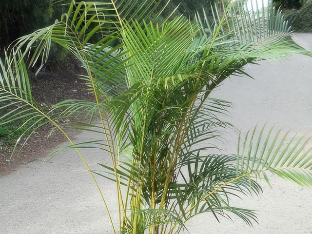Dypsis lutescens in Pasadena