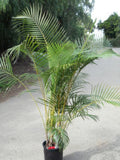 Dypsis lutescens