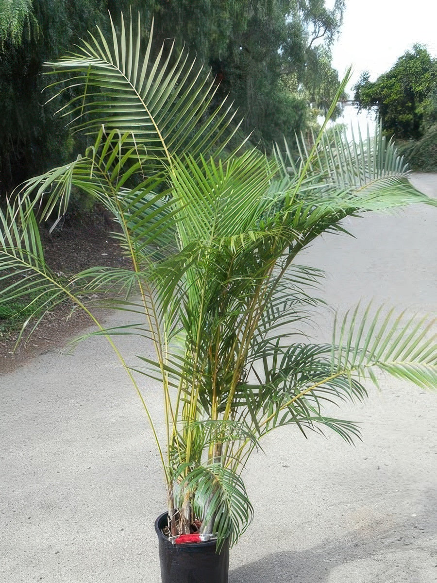 Dypsis lutescens