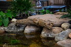 Faux Driftwood 30" (76 Cm) – image 4
