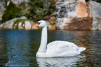 Floating Swan Decoy – image 2