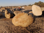 Foothill River Boulders specimen landscape boulder, quoted individually