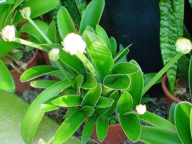 Haemanthus albiflos in Santa Barbara