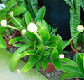 Haemanthus albiflos