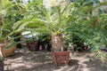 Lepidozamia hopei