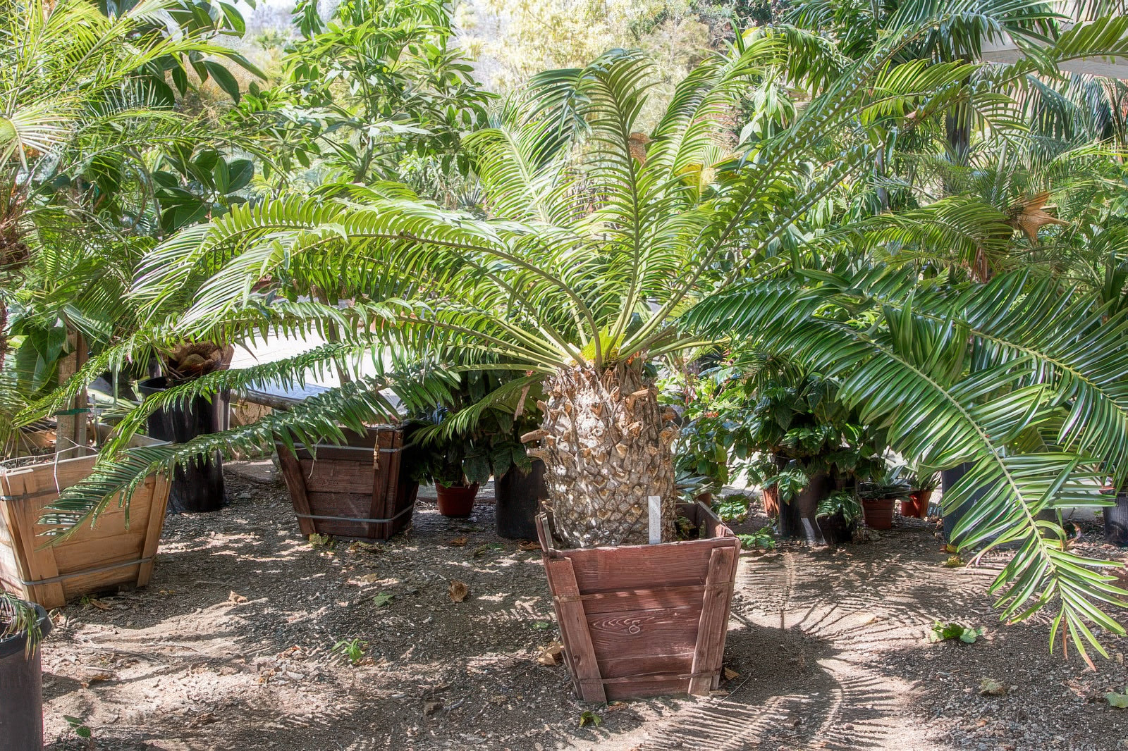 Lepidozamia hopei