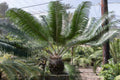 Lepidozamia peroffskyana