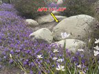 Malibu landscape boulders, 3 to 4 foot size