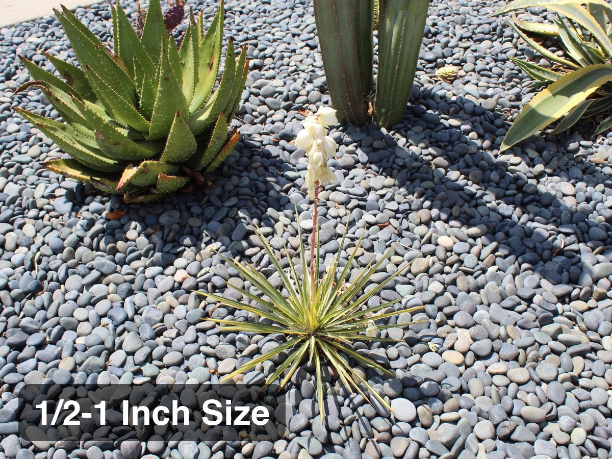 Mexican Black Beach Buttons, 1/2 to 1 inch, as ground cover around agave and yucca