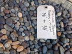 Mixed Colors Mexican Beach Pebbles 3/8 to 5/8 inch