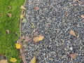 Mixed Colors Mexican Beach Pebbles 1/2 to 1 inch