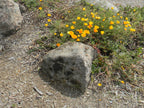 Mossback landscape boulders, 12 to 18 inch size