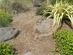 Mossback landscape boulders, 24 to 30 inch size