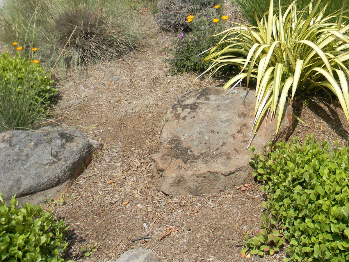 Mossback landscape boulders, 24 to 30 inch size