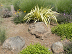 Mossback landscape boulders, 30 to 36 inch size