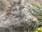 Mossback landscape boulders, 3 to 4 foot size