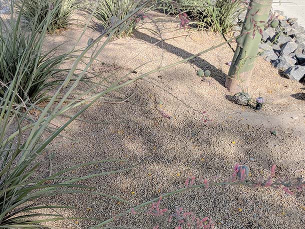 Navajo Gold Decomposed Granite