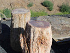 Petrified Wood natural landscape boulders in the 24 to 30 inch size class