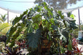 Philodendron 'Evansii'