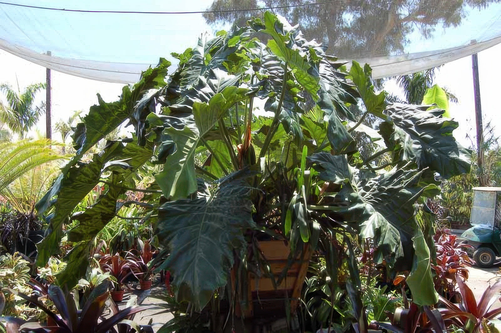 Philodendron 'Evansii'