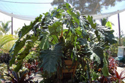 Philodendron 'Evansii' HUGE