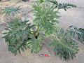 Philodendron 'Lundii'