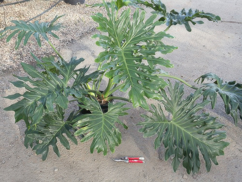 Philodendron 'Lundii'