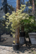 Pleomele 'Song of India'